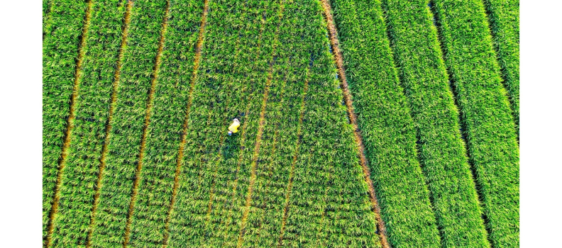 Nanotechnology Research Takes on Sustainable Agriculture Challenges