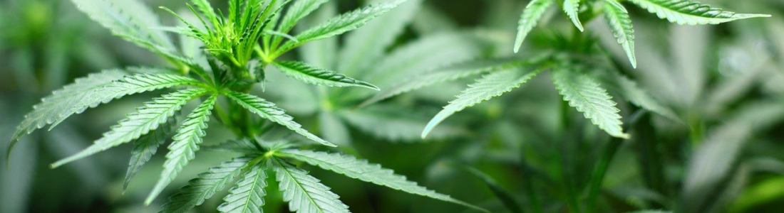 AgraFlora Organics Begin SR&ED Trials in Winnipeg