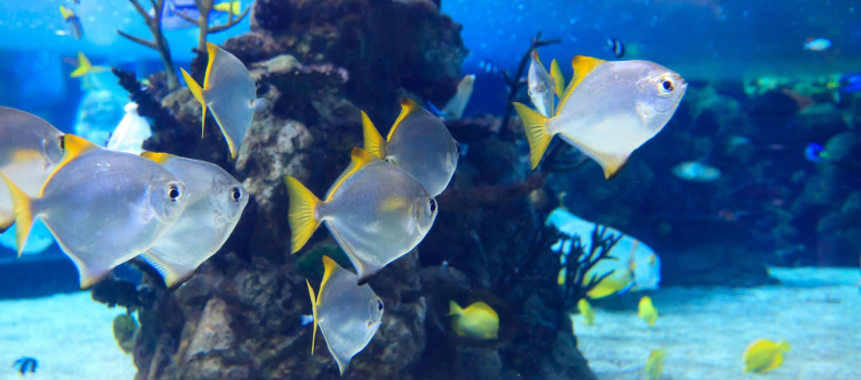 Canada launches a $29 million tech project to develop world-class solutions for monitoring fish health, fish movement and the environment