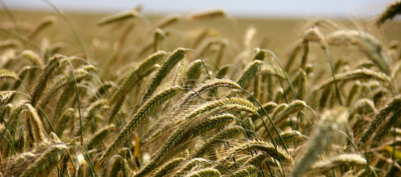 Deductions For Grain Farmers