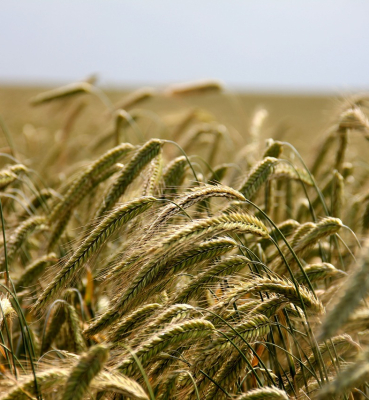Agriculture