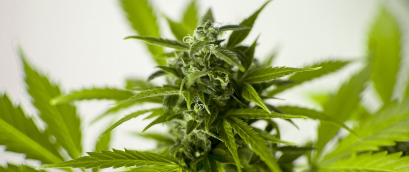 Medical Cannabis and SR&ED Incentives