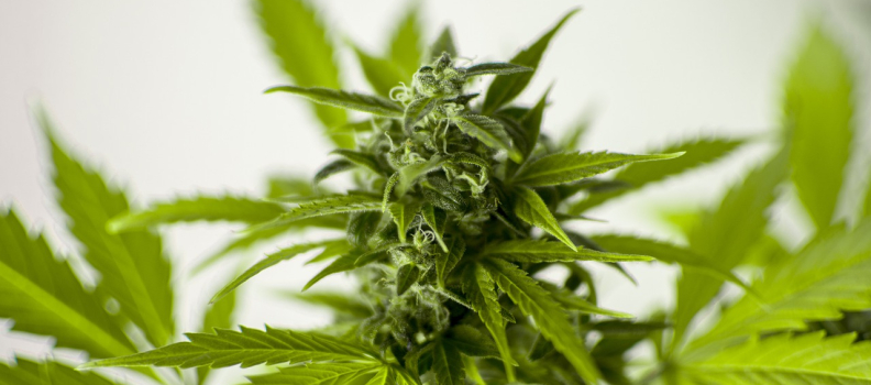 Medical Cannabis and SR&ED Incentives