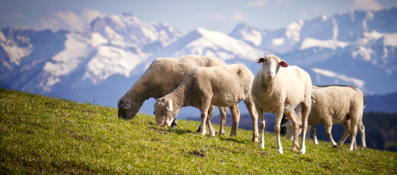 SR&ED For Agricultural Science