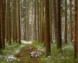 Forest SR&ED to Increase Economy Growth and New Jobs within the Canadian Forest Sector