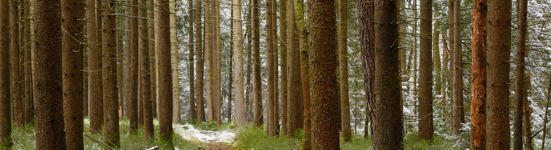 Forest SR&ED to Increase Economy Growth and New Jobs within the Canadian Forest Sector