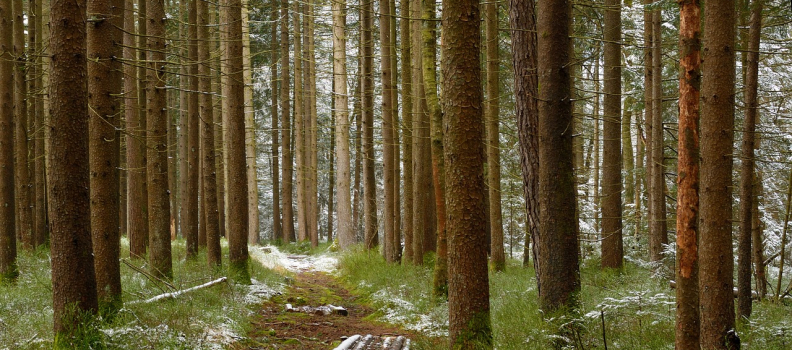 Forest SR&ED to Increase Economy Growth and New Jobs within the Canadian Forest Sector